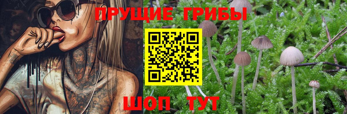 Псилоцибиновые грибы мицелий Вязники